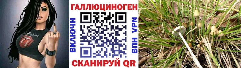Псилоцибиновые грибы Cubensis  Сковородино 